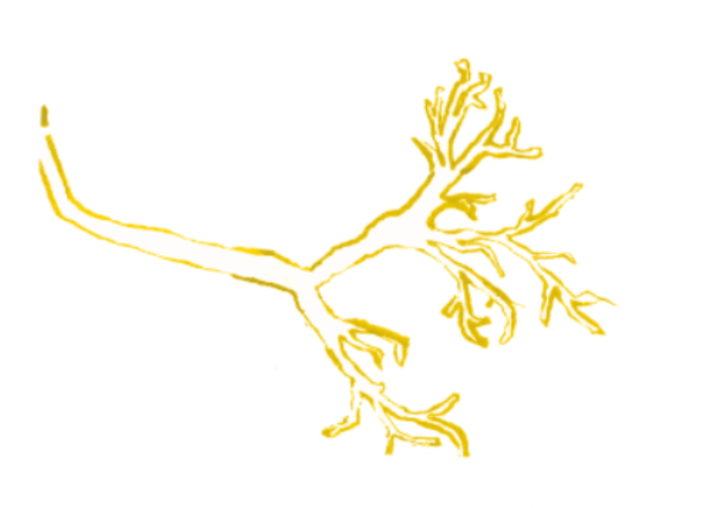 image description: hand drawn lung in a gold color.