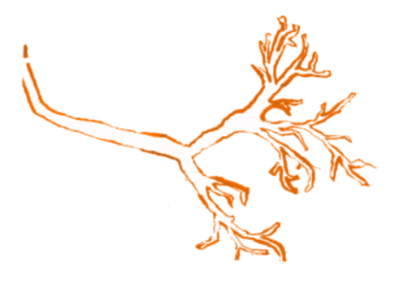 image description: hand drawn lung in an orange color.