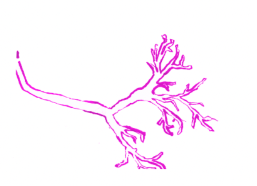 image description: hand drawn lung in a pink color.