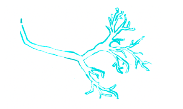 image description: hand drawn lung in a teal color.