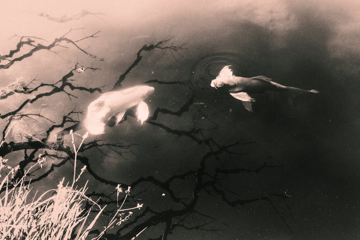 Photo: Koi by Emiliano Zúñiga Hernández